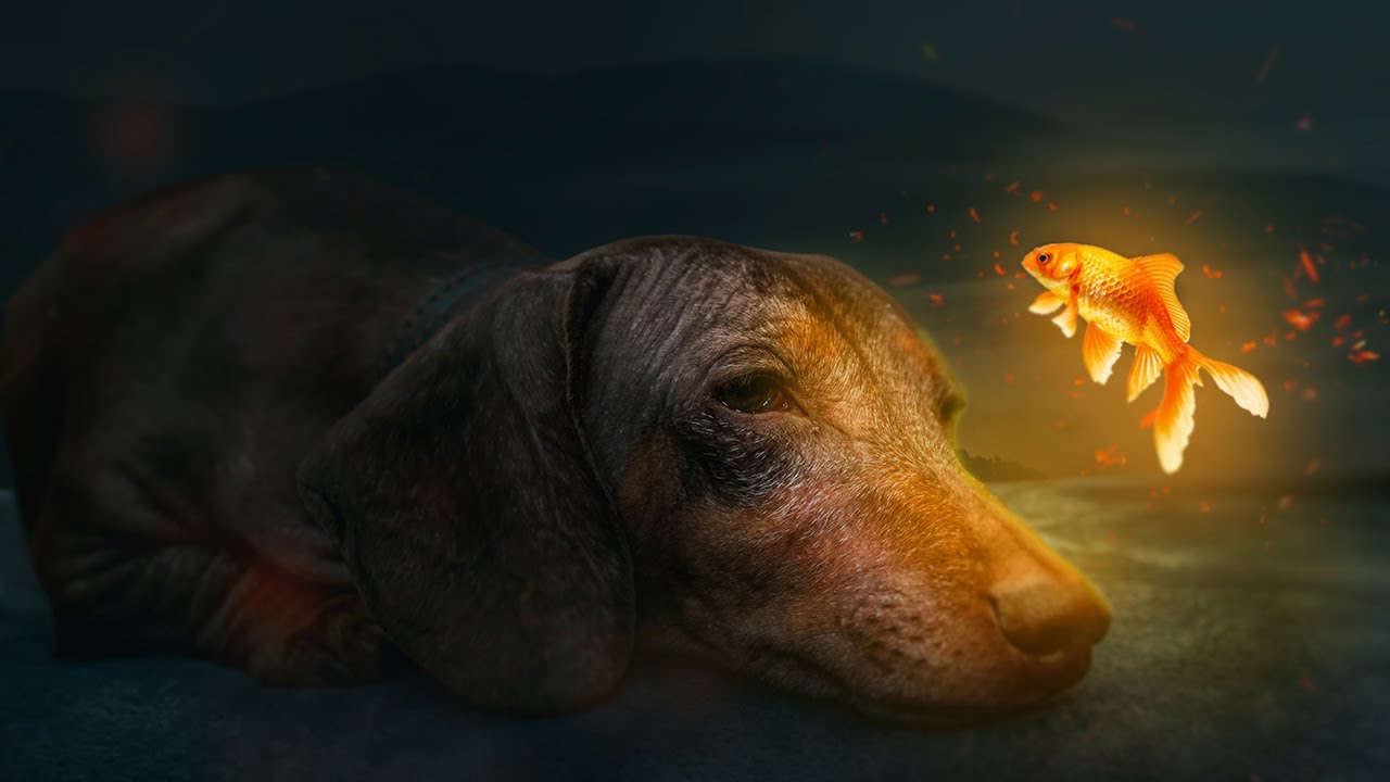 Glowing Goldfish Photo Manipulation Effect Photoshop Tutorial