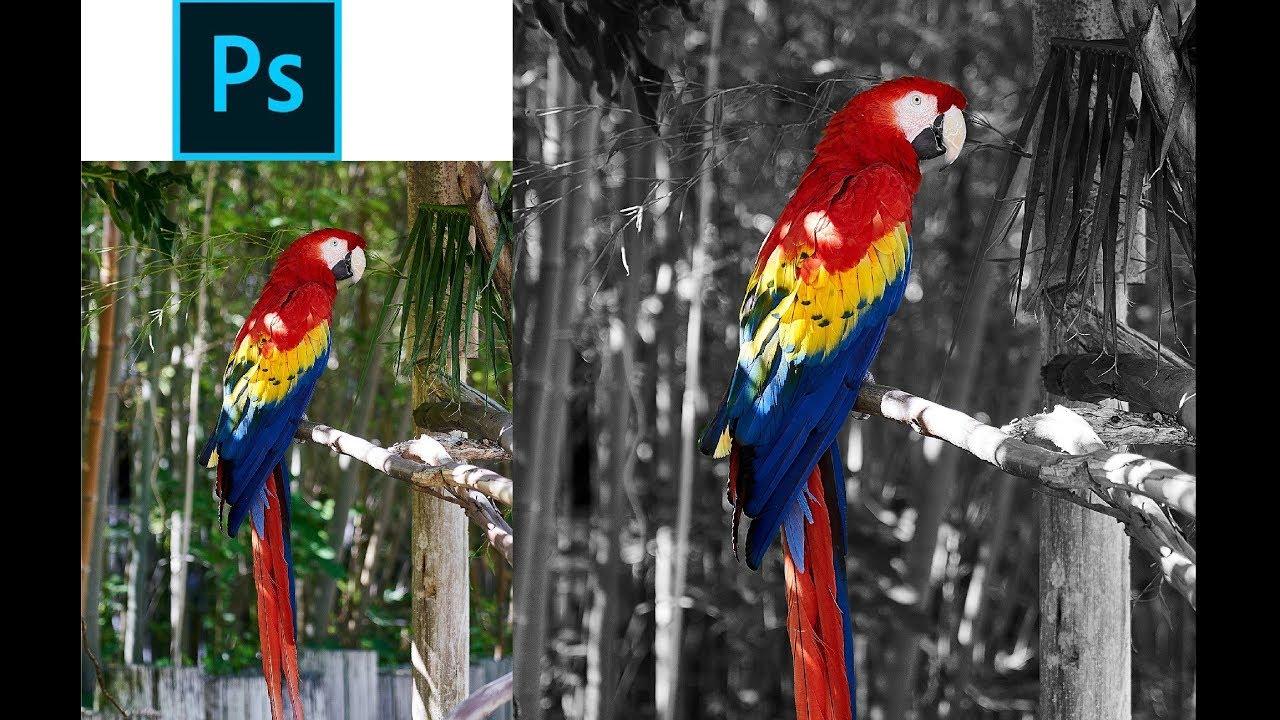 Highlight the image in adobe Photoshop cc || photo editing professionally