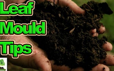 search engine optimization tips – Hints, Tips And Tricks To Make Faster Leaf Mould