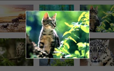 How To Create Image Gallery Using HTML, CSS and Javascript  | Lightbox Gallery