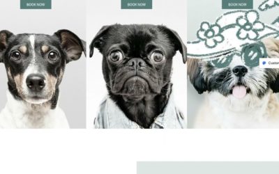 Pet Care   Astra Theme   WordPress Theme Preview