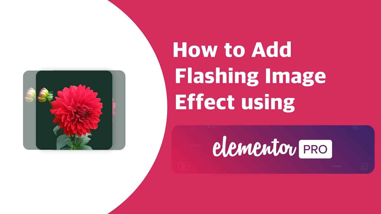 How to Add Flashing Image Effect in Elementor Pro | EducateWP 2022